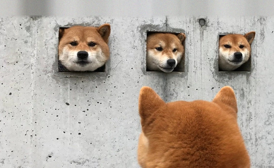 三只柴犬从水泥墙的方洞里探出头，另一只柴犬背对镜头看着它们